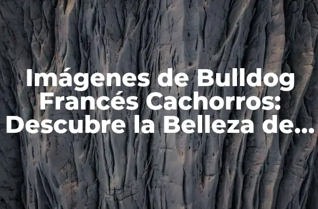 Imágenes de Bulldog Francés Cachorros: Descubre la Belleza de Esta Raza