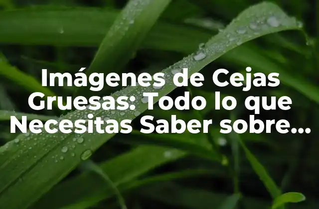 Imágenes de Cejas Gruesas: Todo Lo que Necesitas Saber sobre la Tendencia de la Belleza
