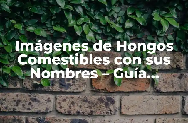 Imágenes de Hongos Comestibles con Sus Nombres – Guía Completa