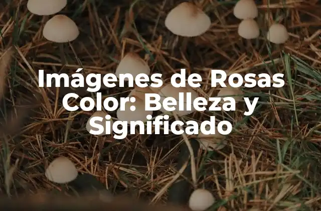 Imágenes de Rosas Color: Belleza y Significado