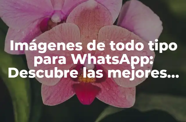 Imágenes de Todo Tipo para Whatsapp: Descubre las Mejores Opciones