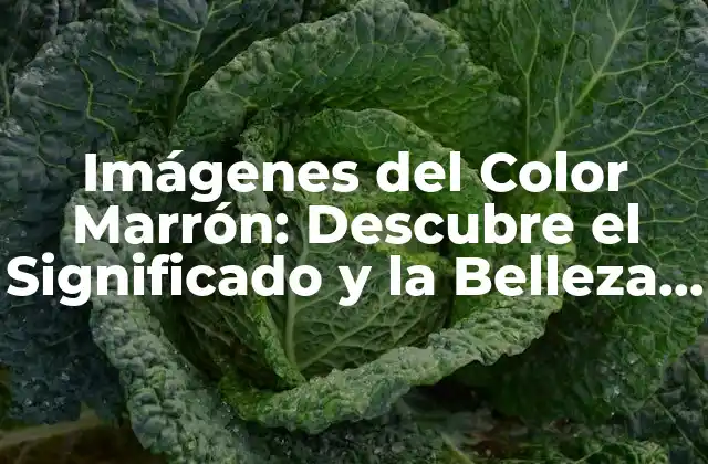 Imágenes Del Color Marrón: Descubre el Significado y la Belleza Del Tonos Terrosos