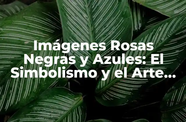 Imágenes Rosas Negras y Azules: el Simbolismo y el Arte Detrás de Estas Fascinantes Creaciones