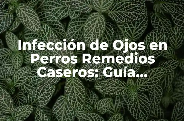Infección de Ojos en Perros Remedios Caseros: Guía Completa 2 Causas de la Infección de Ojos en Perros