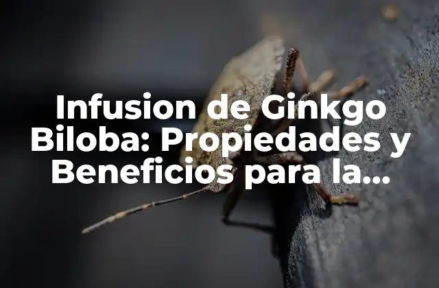 Infusion de Ginkgo Biloba: Propiedades y Beneficios para la Salud
