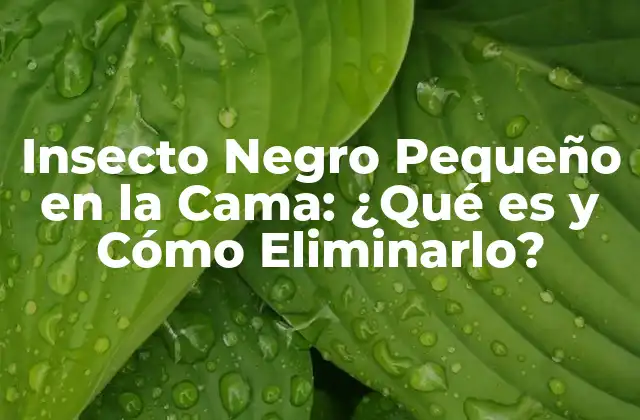 Insecto Negro Pequeño en la Cama: ¿qué es y Cómo Eliminarlo?