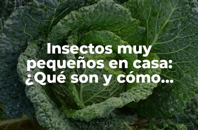 Insectos Muy Pequeños en Casa: ¿qué Son y Cómo Eliminarlos?