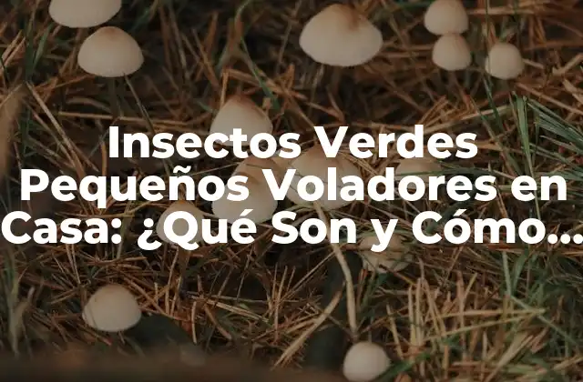 Insectos Verdes Pequeños Voladores en Casa: ¿qué Son y Cómo Eliminarlos?
