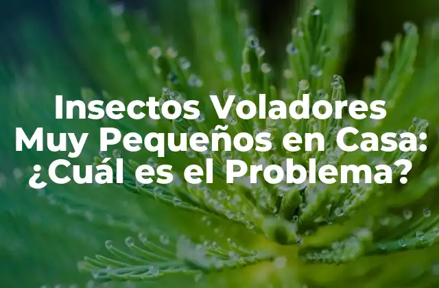 Insectos Voladores Muy Pequeños en Casa: ¿cuál es el Problema?