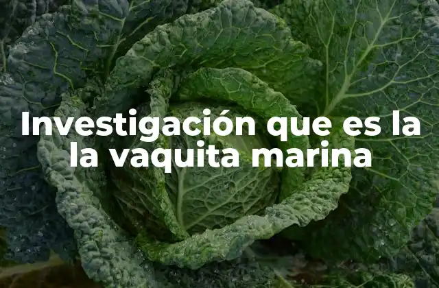 Investigación que es la la Vaquita Marina