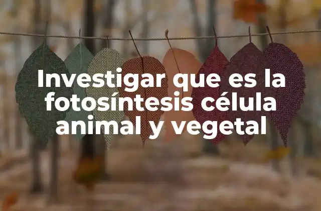 Investigar que es la Fotosíntesis Célula Animal y Vegetal