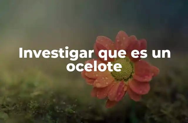 Investigar que es un Ocelote 2 Características del ocelote que lo diferencian de otros felinos