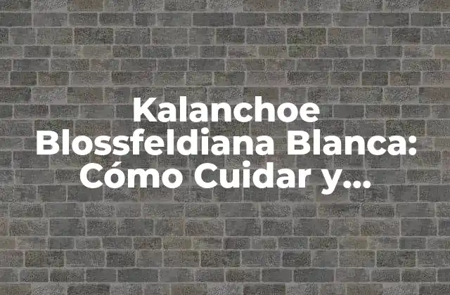 Kalanchoe Blossfeldiana Blanca: Cómo Cuidar y Propagar Esta Suculenta de Flores Blancas