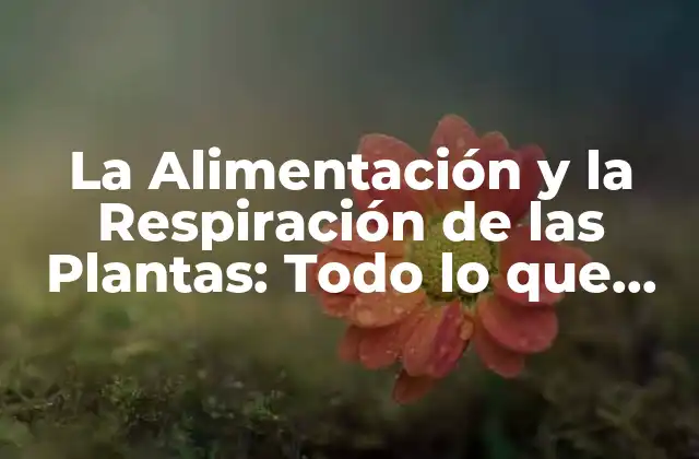 La Alimentación y la Respiración de las Plantas: Todo Lo que Necesitas Saber