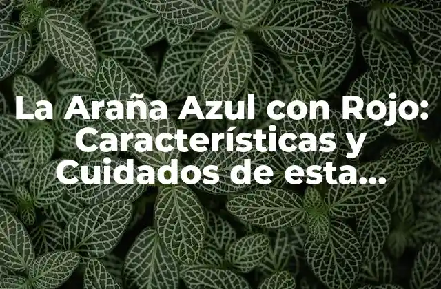 La Araña Azul con Rojo: Características y Cuidados de Esta Extraña Especie