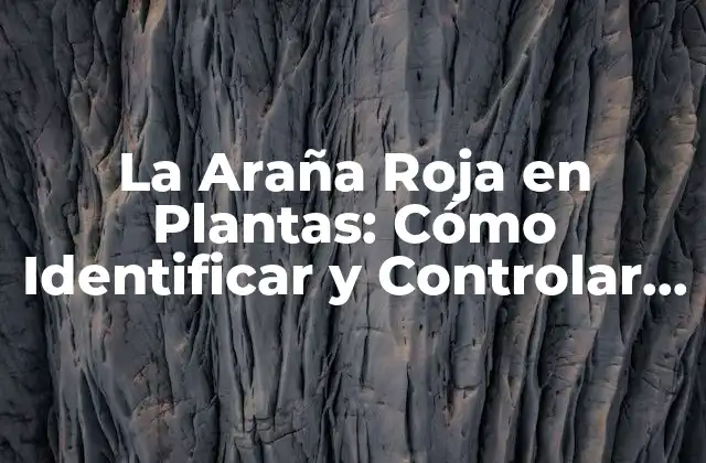 La Araña Roja en Plantas: Cómo Identificar y Controlar Este Problema Común