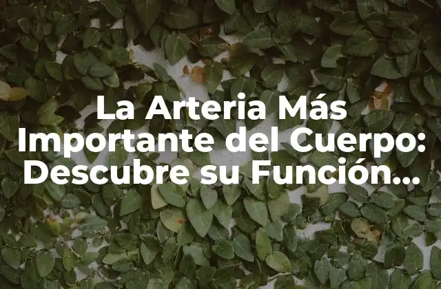 La Arteria Más Importante Del Cuerpo: Descubre Su Función Vital