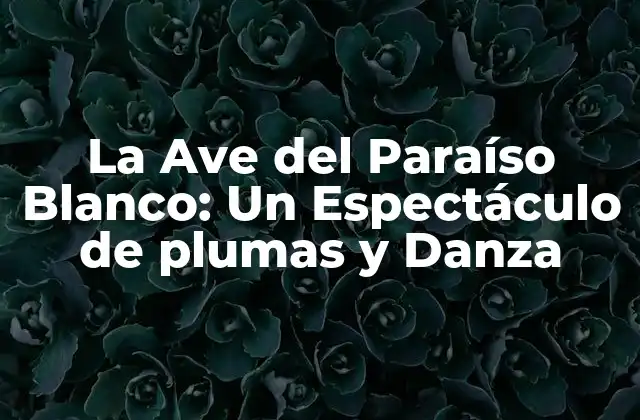La Ave Del Paraíso Blanco: un Espectáculo de Plumas y Danza 2 Distribución y Hábitat de la Ave del Paraíso Blanco