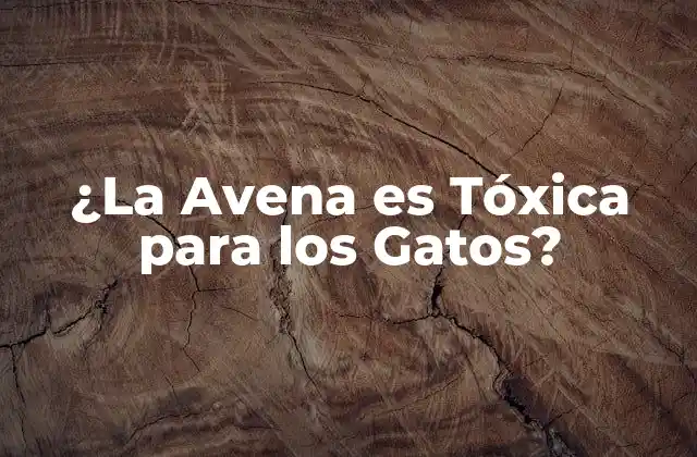 ¿la Avena es Tóxica para los Gatos?