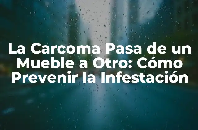 La Carcoma Pasa de un Mueble a Otro: Cómo Prevenir la Infestación
