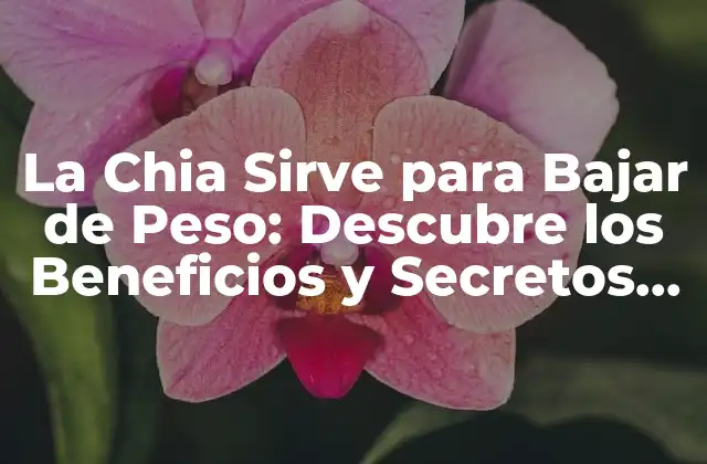 La Chia Sirve para Bajar de Peso: Descubre los Beneficios y Secretos para un Peso Saludable