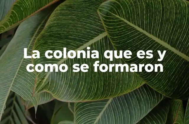 La Colonia que es y como Se Formaron