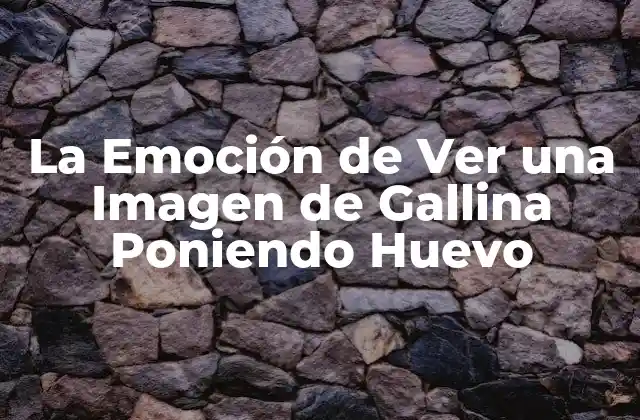 La Emoción de Ver una Imagen de Gallina Poniendo Huevo