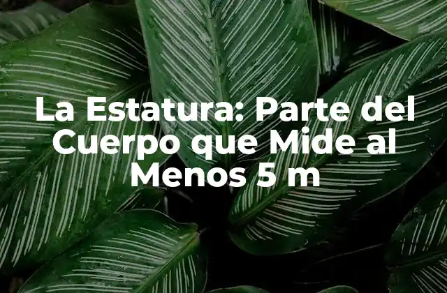 La Estatura: Parte Del Cuerpo que Mide Al Menos 5 M