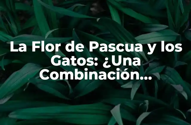 La Flor de Pascua y los Gatos: ¿una Combinación Peligrosa?