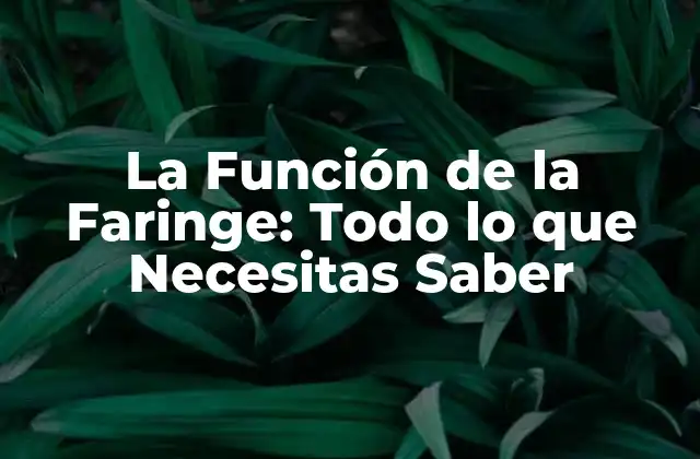 La Función de la Faringe: Todo Lo que Necesitas Saber