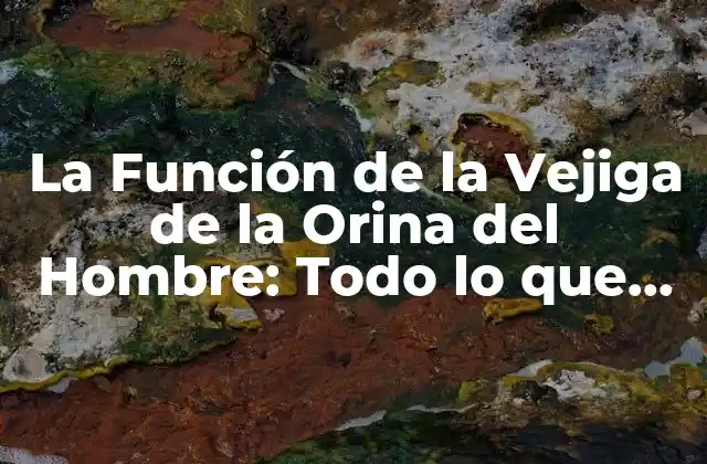La Función de la Vejiga de la Orina Del Hombre: Todo Lo que Necesita Saber