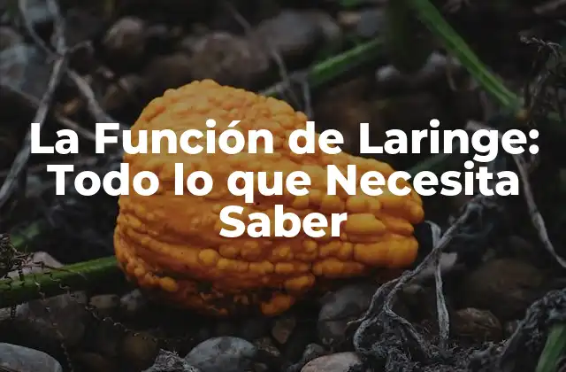 Anatomía de la Laringe