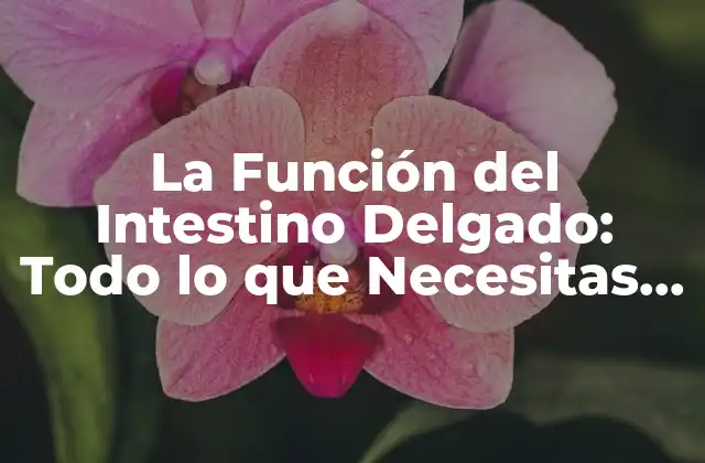 La Función Del Intestino Delgado: Todo Lo que Necesitas Saber