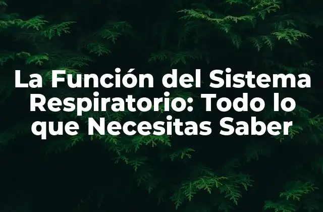 La Función Del Sistema Respiratorio: Todo Lo que Necesitas Saber