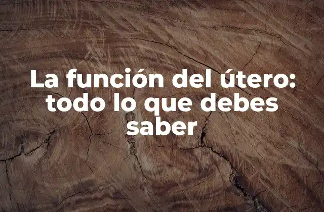 La Función Del Útero: Todo Lo que Debes Saber
