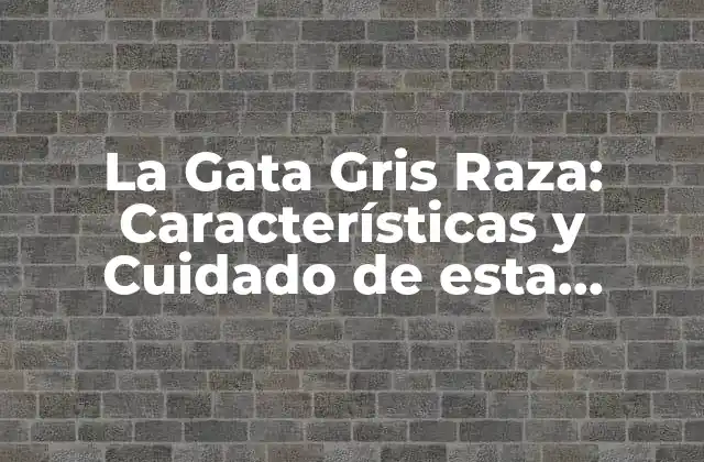 La Gata Gris Raza: Características y Cuidado de Esta Hermosa Raza Felina