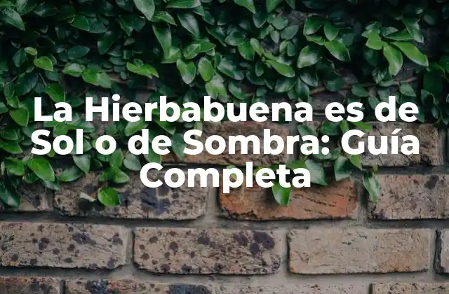 La Hierbabuena es de Sol o de Sombra: Guía Completa