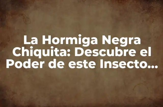 Características de la Hormiga Negra Chiquita