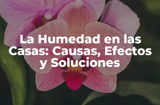 La Humedad en las Casas: Causas, Efectos y Soluciones