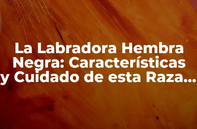 La Labradora Hembra Negra: Características y Cuidado de Esta Raza Canina