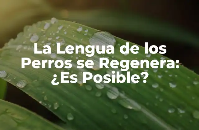 La Lengua de los Perros Se Regenera: ¿es Posible?