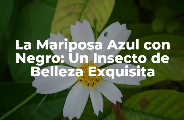 La Mariposa Azul con Negro: un Insecto de Belleza Exquisita