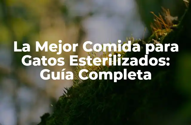 ¿Cuáles son las Necesidades Nutricionales de los Gatos Esterilizados?
