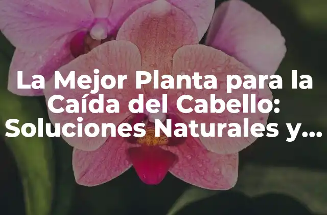 La Mejor Planta para la Caída Del Cabello: Soluciones Naturales y Efectivas