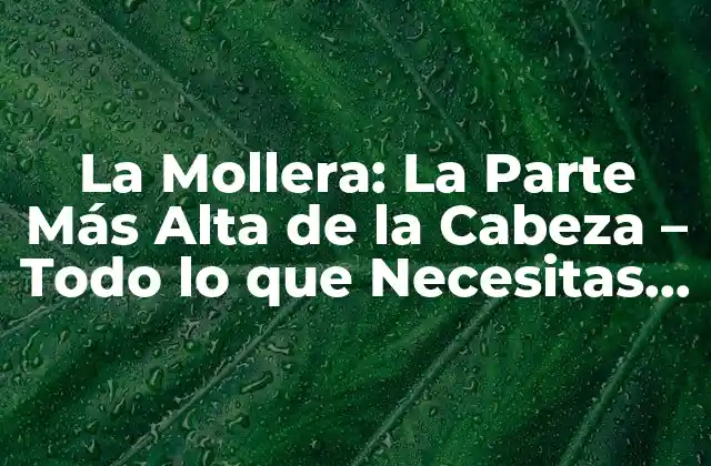 La Mollera: la Parte Más Alta de la Cabeza – Todo Lo que Necesitas Saber
