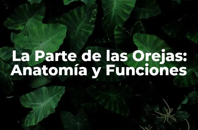 La Parte de las Orejas: Anatomía y Funciones