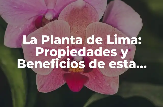 La Planta de Lima: Propiedades y Beneficios de Esta Hierba Milagrosa 2 Propiedades Medicinales de la Planta de Lima