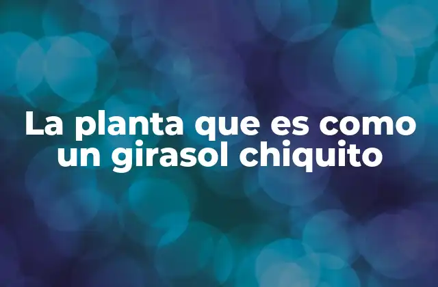 La Planta que es como un Girasol Chiquito