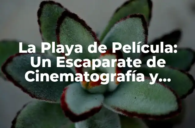 La Playa de Película: un Escaparate de Cinematografía y Belleza Natural