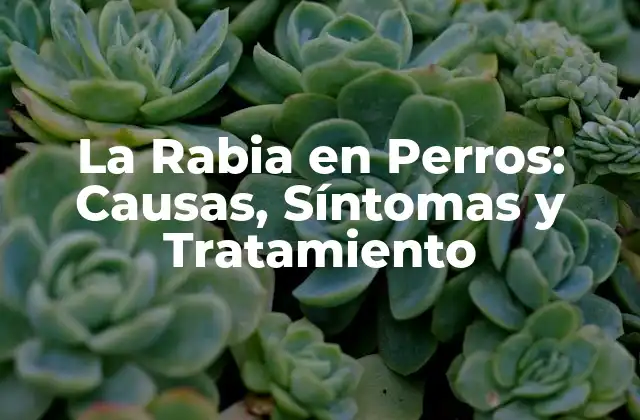 Causas de la Rabia en Perros